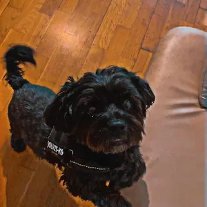  Auberge de jeunesse Black Dog